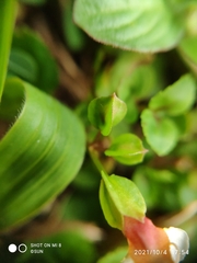 Torenia polygonoides
