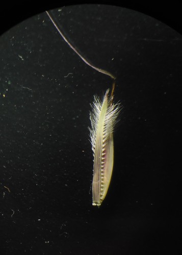 Image of Arthraxon Lanceolatus (Arthraxon lanceolatus) by no rights reserved