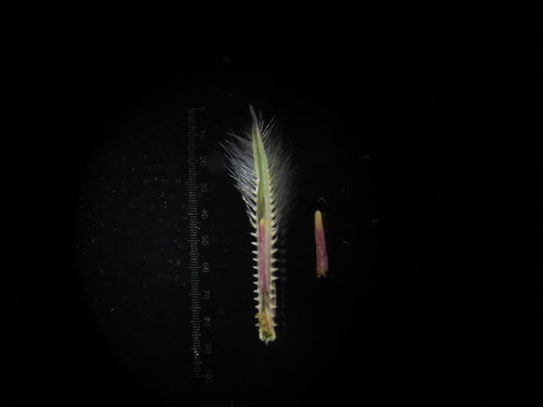 Image of Arthraxon Lanceolatus (Arthraxon lanceolatus) by no rights reserved