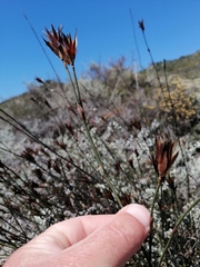 Willdenowia incurvata