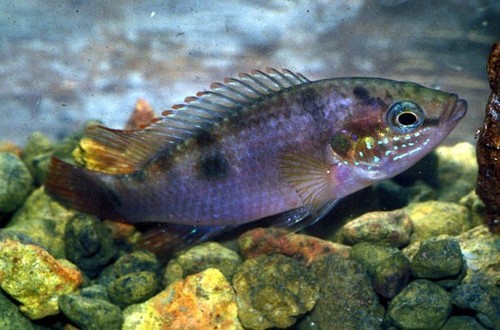 Jewel cichlid (Hemichromis bimaculatus) — Cichlidae — 5
