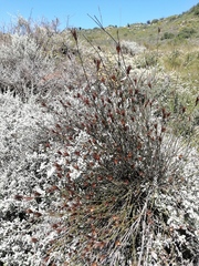 Willdenowia incurvata