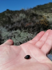 Willdenowia incurvata