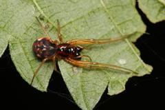 Pachygnatha listeri