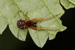 Pachygnatha listeri