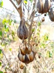 Aristolochia albida