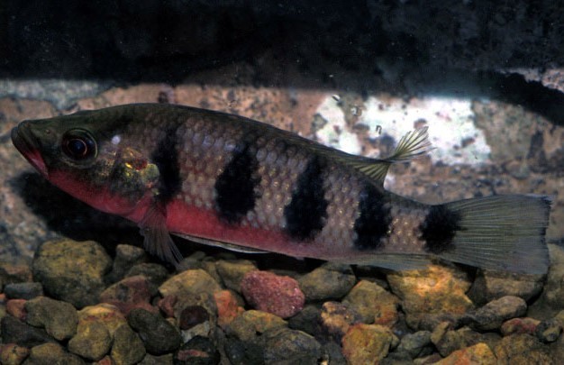 Banded jewelfish (Hemichromis fasciatus) — Cichlidae
