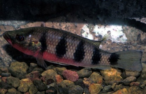 Banded jewelfish (Hemichromis fasciatus) — Cichlidae