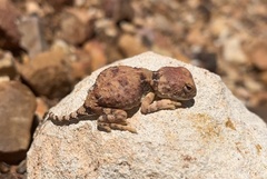 Tympanocryptis intima