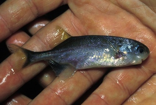 Petrocephalus pellegrini · iNaturalist