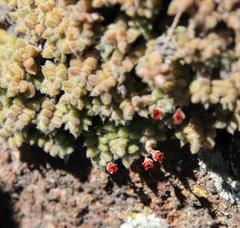Crassula lanuginosa lanuginosa