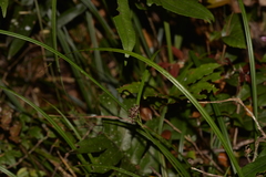 Cyperus disjunctus