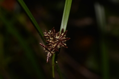 Cyperus disjunctus