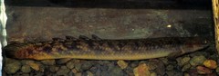 Short-Finned Bichir photo 3