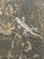 Ptyodactylus