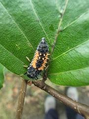 Harmonia axyridis