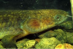 Short-Finned Bichir photo 1