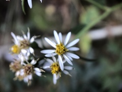 Aster taiwanensis