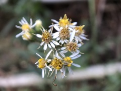 Aster taiwanensis
