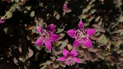 Sesuvium sesuvioides