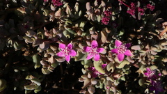 Sesuvium sesuvioides