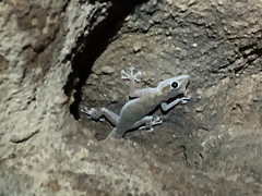 Ptyodactylus