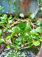 Ludwigia adscendens