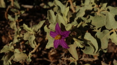 Solanum burchellii