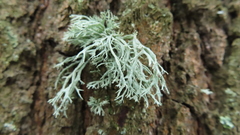 Ramalina europaea