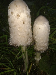 Coprinus comatus