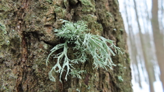 Ramalina europaea