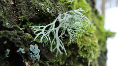 Ramalina europaea