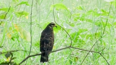 Rostrhamus sociabilis