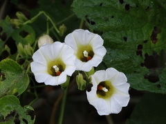 Ipomoea corymbosa