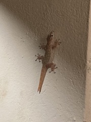 Ptyodactylus