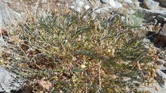 Astragalus douglasii parishii