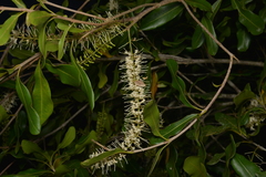 Macadamia integrifolia