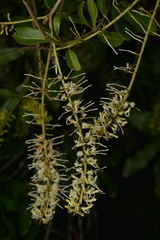 Macadamia integrifolia