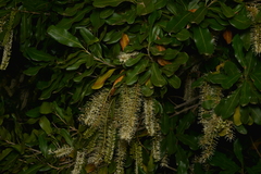 Macadamia integrifolia