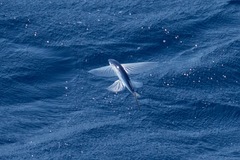 Cheilopogon melanurus