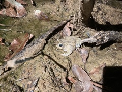 Sclerophrys pentoni