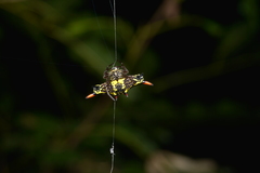 Gasteracantha westringi