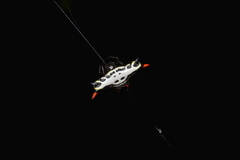 Gasteracantha westringi