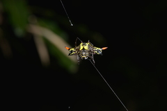 Gasteracantha westringi