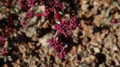 Trianthema parvifolia