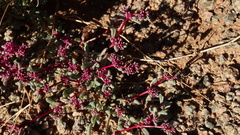 Trianthema parvifolia