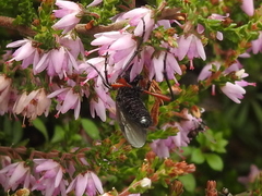 Bibio pomonae