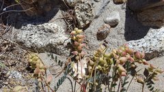 Astragalus douglasii parishii