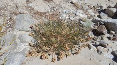 Astragalus douglasii parishii