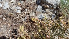 Astragalus douglasii parishii